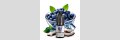 OWLIQ Blueberry Coco Nikotinsalz Liquid 10 ml